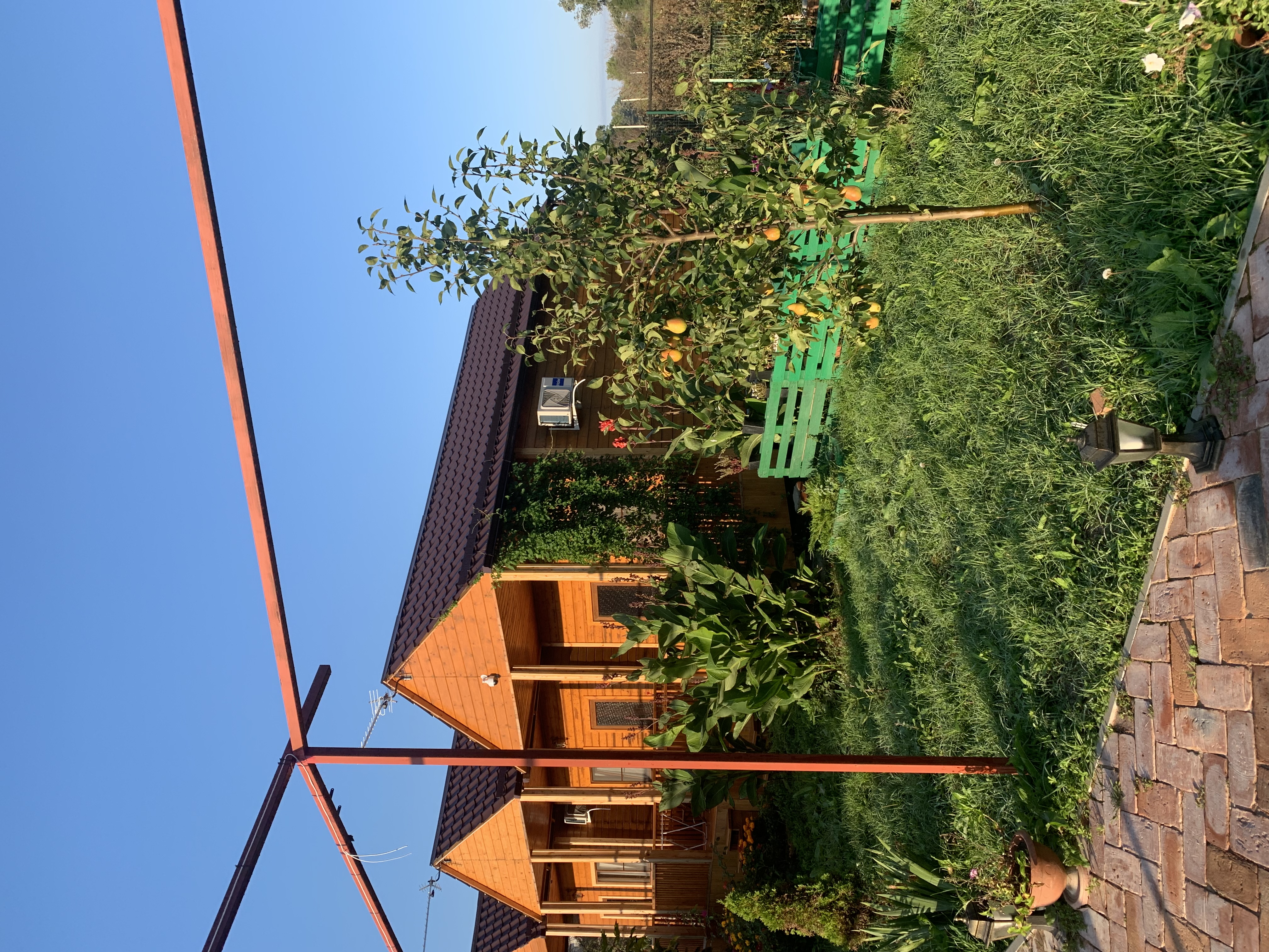 Фото Кипарис