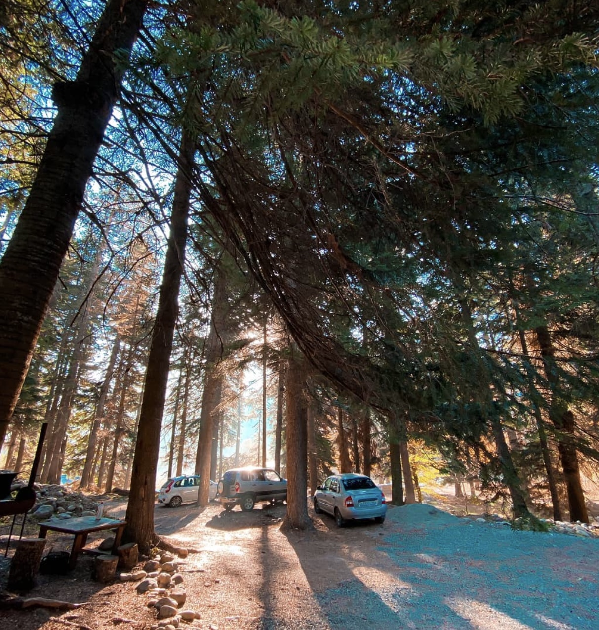 Фото Ёлки House