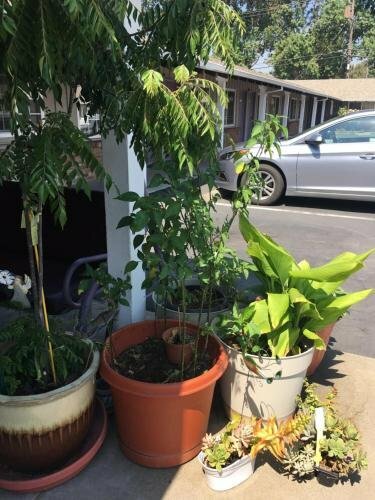 Гостиница Sky Ranch Inn в Вест Сакраменто