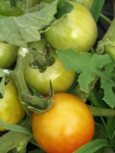 Фото La Mimosa Case Vacanze