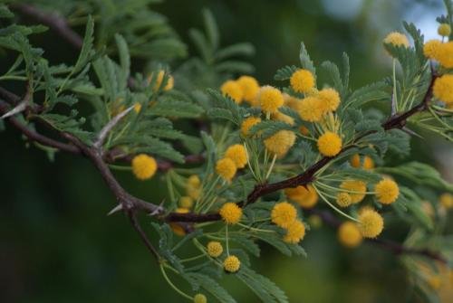 Фото Eldorado Lodge Cc