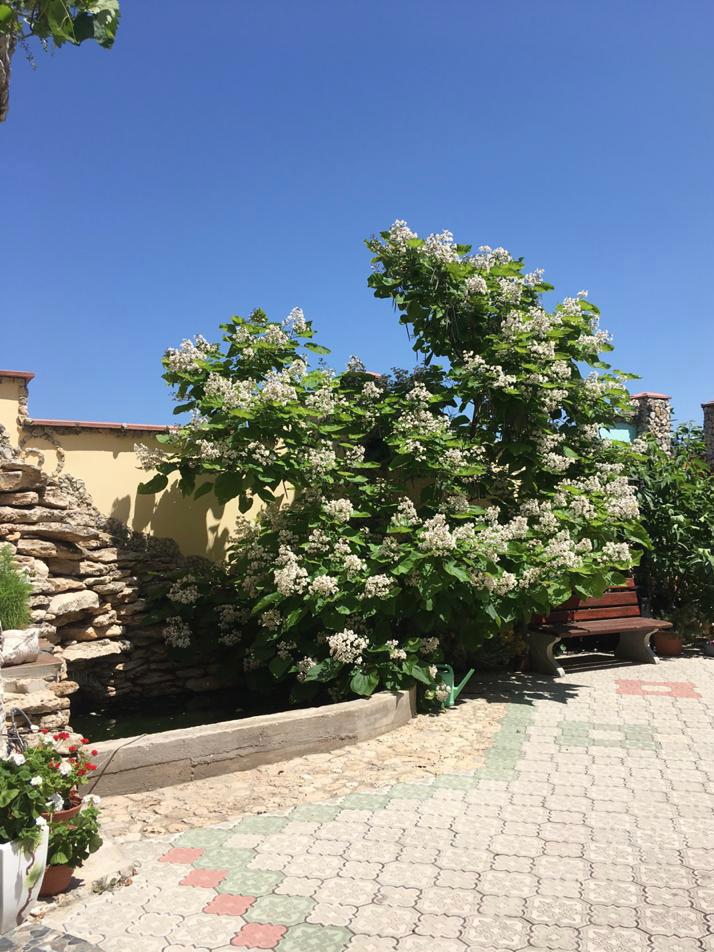 Фото Роза ветров