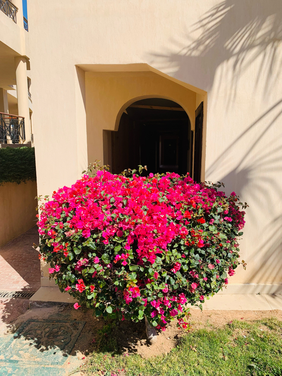 Фото Cleopatra Luxury Resort Sharm El Sheikh