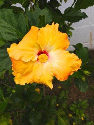 Фото Nata Beach Villa