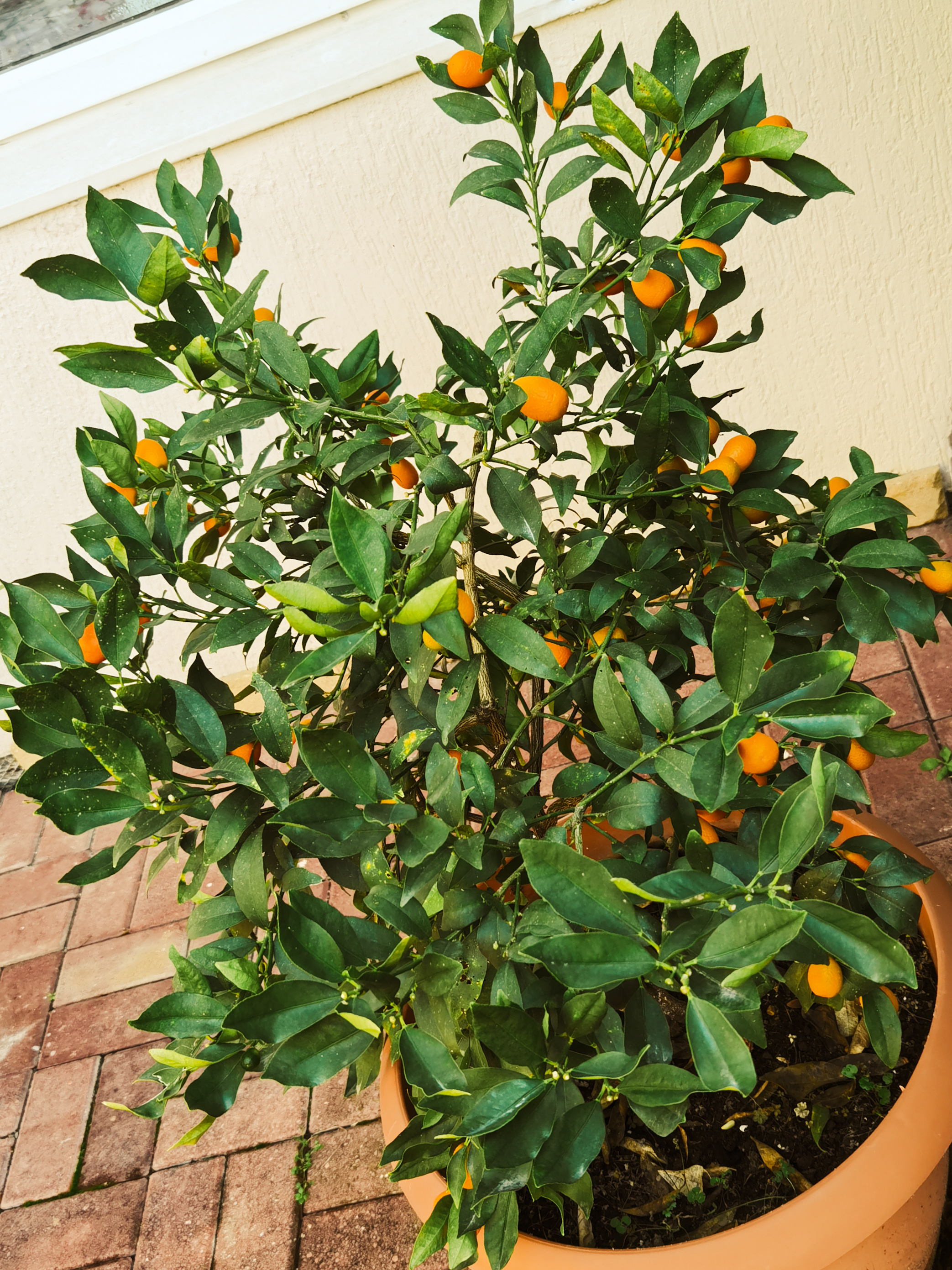 Фото Мини-гостиница Marco Club