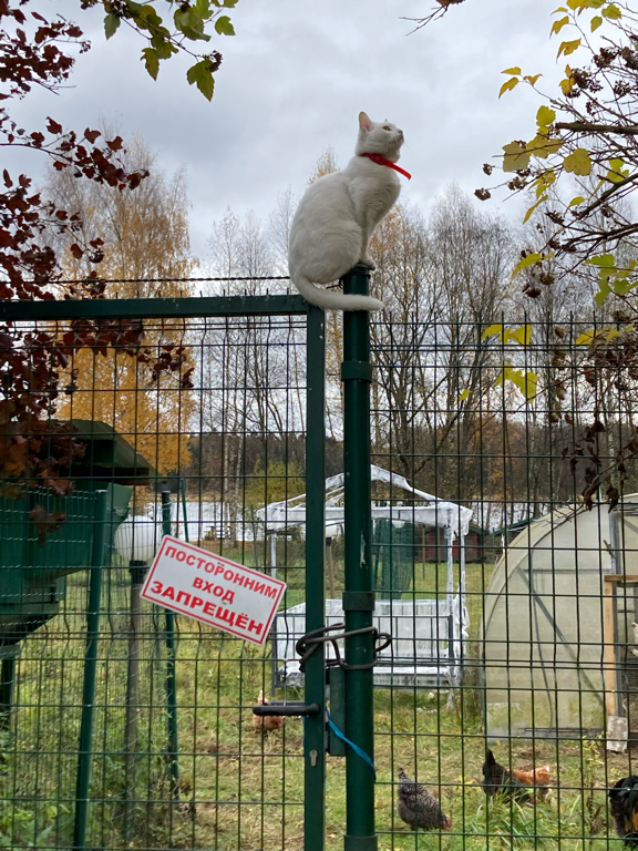 Фото Большая Волга