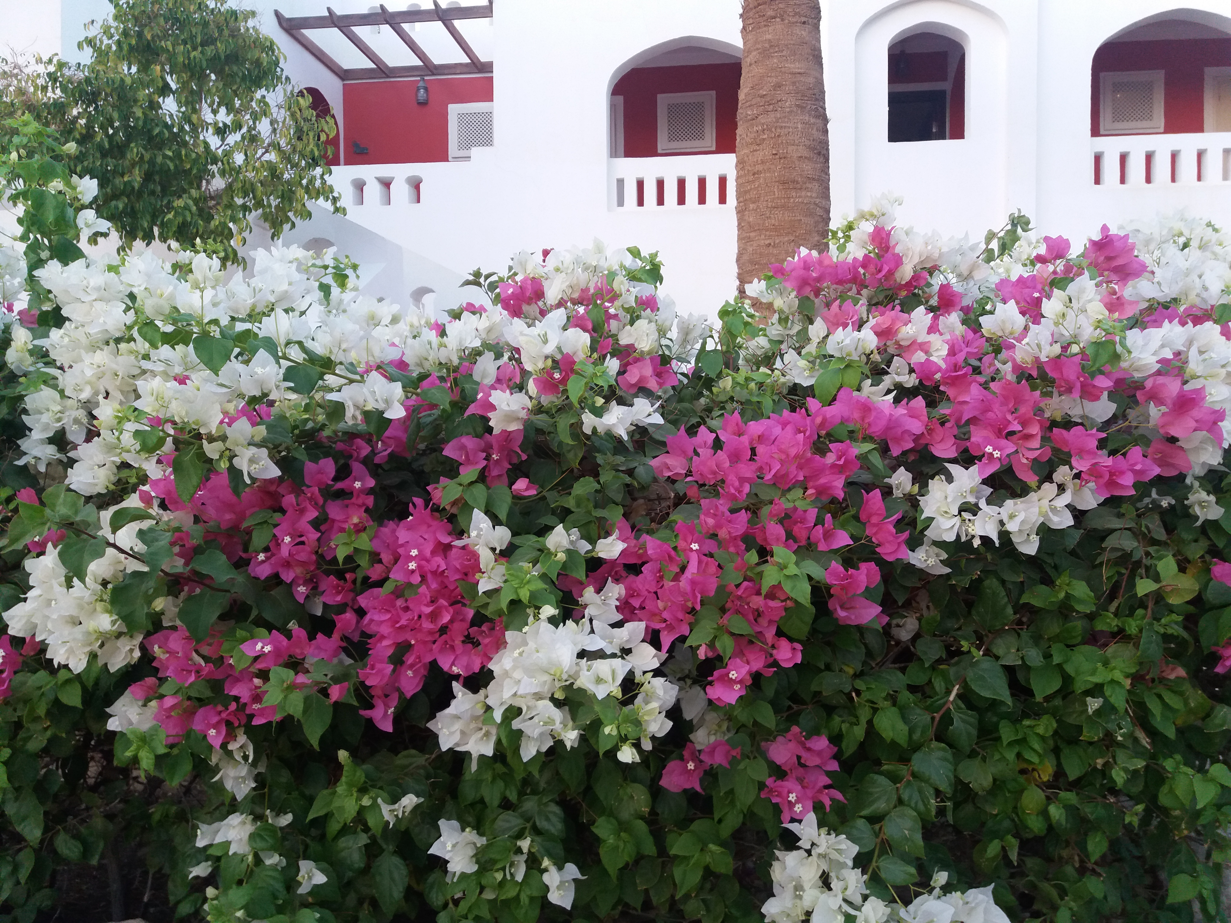 Фото Domina Coral Bay Resort, Diving, SPA & Casino