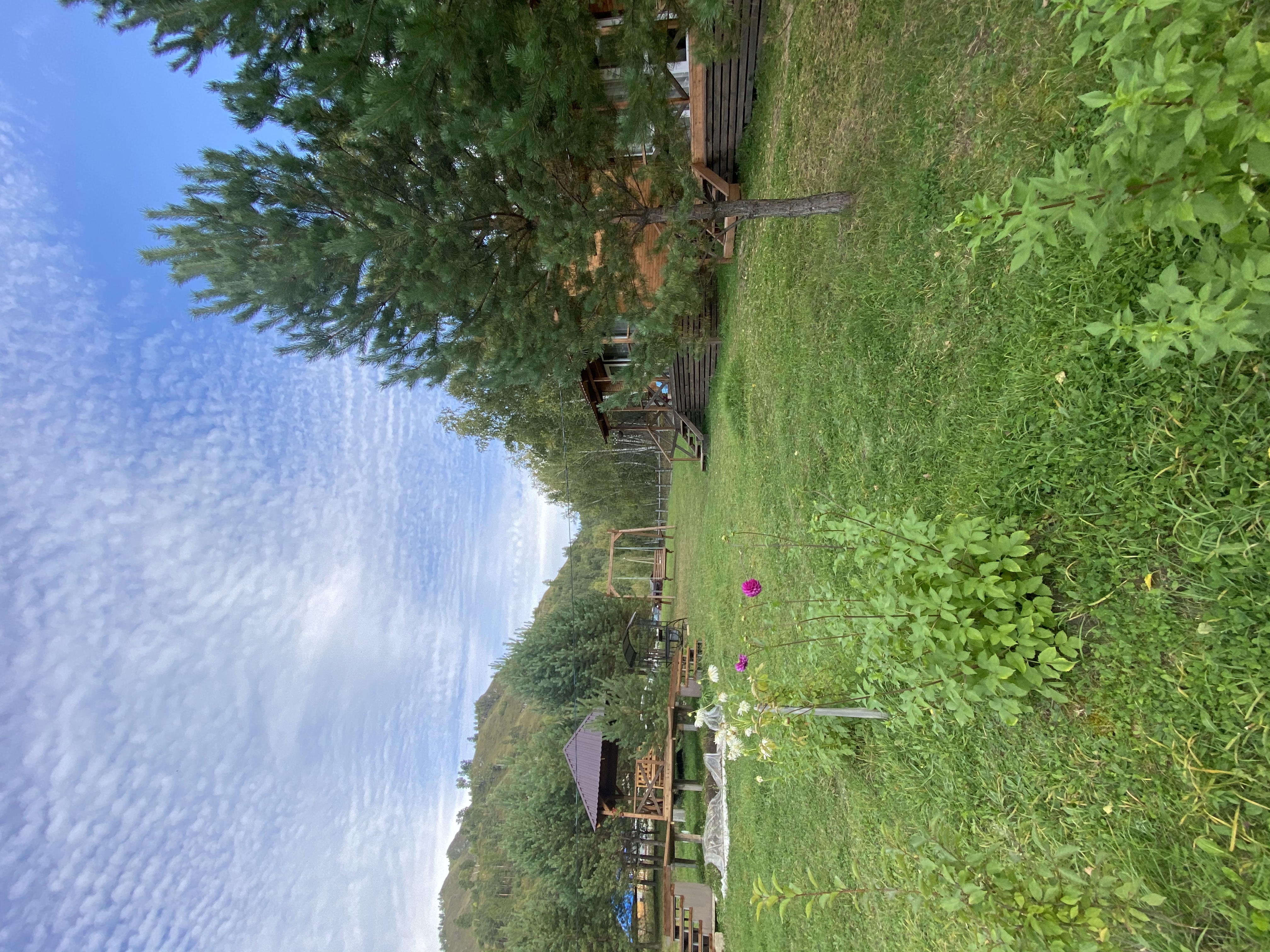 Фото Шишкин лес