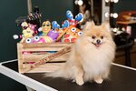 Dobrogroomer trend (3-y mikrorayon, 10А), pet salon