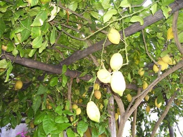 Фото Hotel Palazzo Vingius