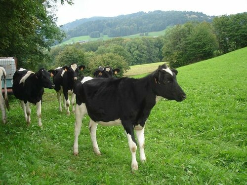 Гостиница Ferme Schrutt-Tisserand в Кольмаре-Рибовилле