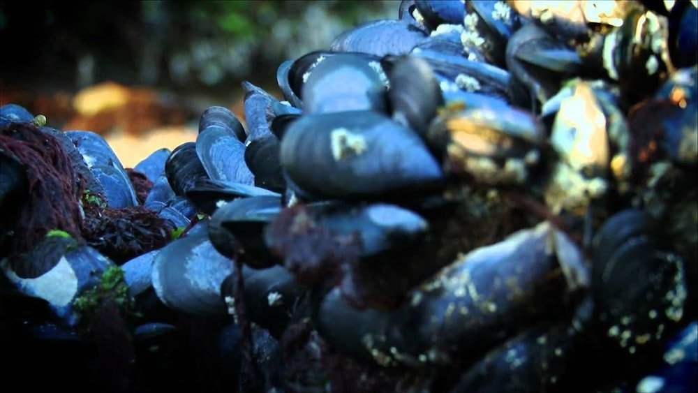 Фото Anchorstone