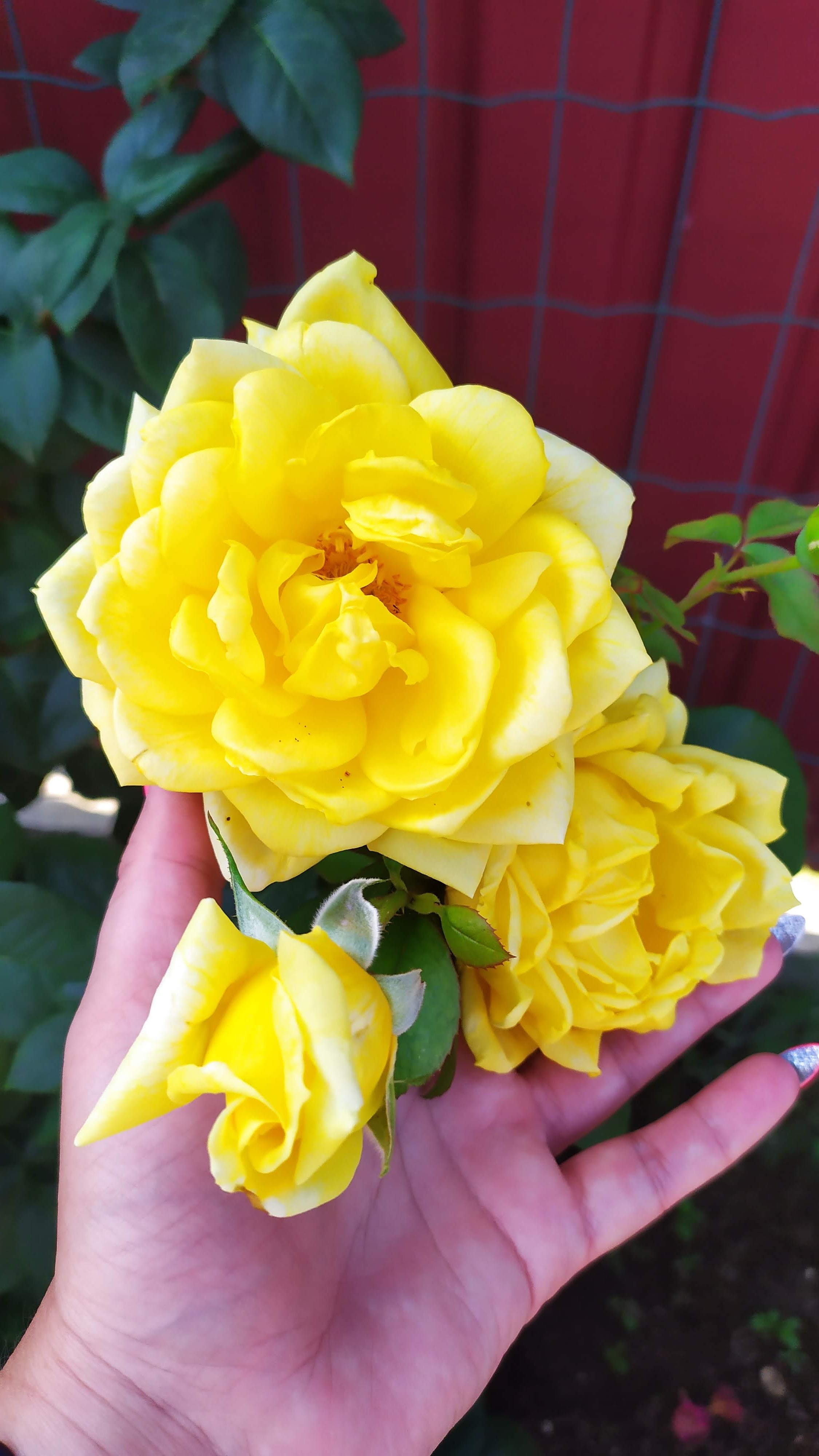 Фото Одиссей