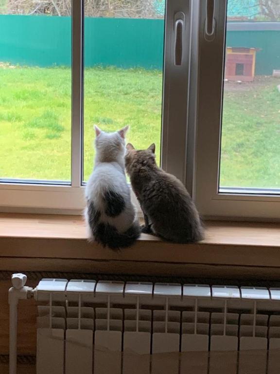 Фото Медоед