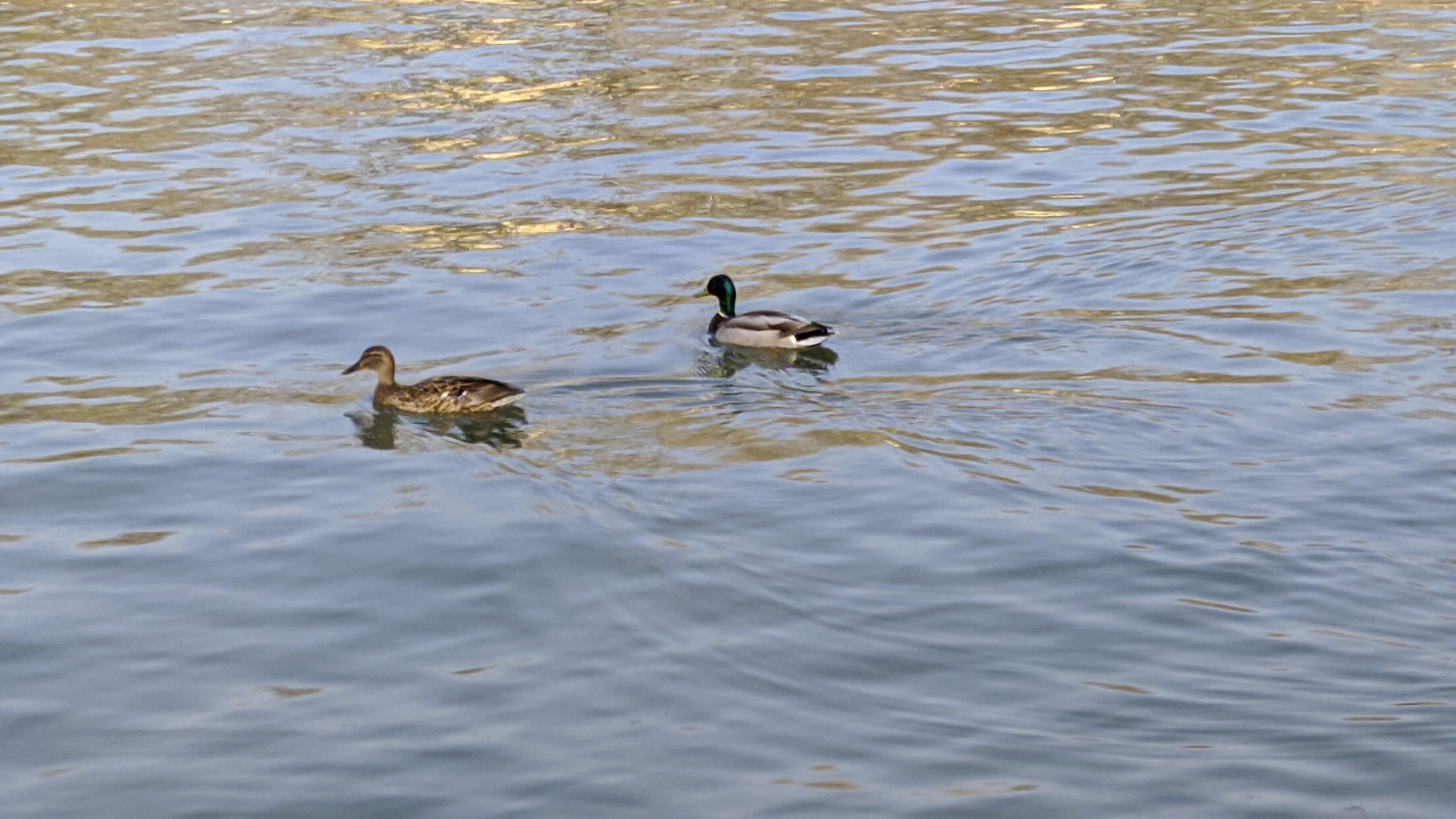 Сексуалдық қорқынышты фильмдер
