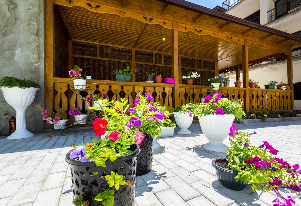 Фото Арбика