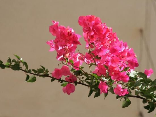 Фото Palladion Hotel