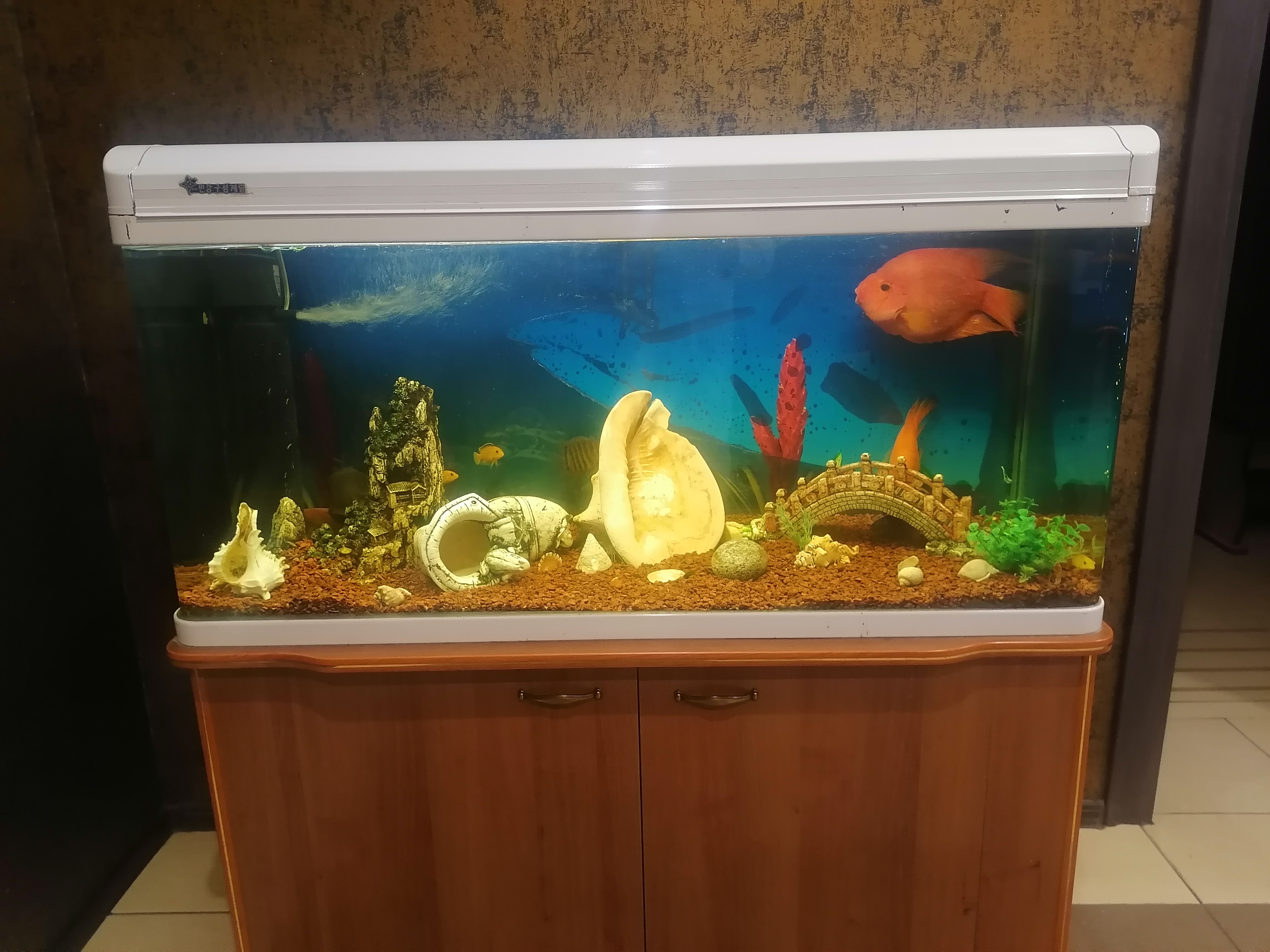 Фото Жемчужина Востока