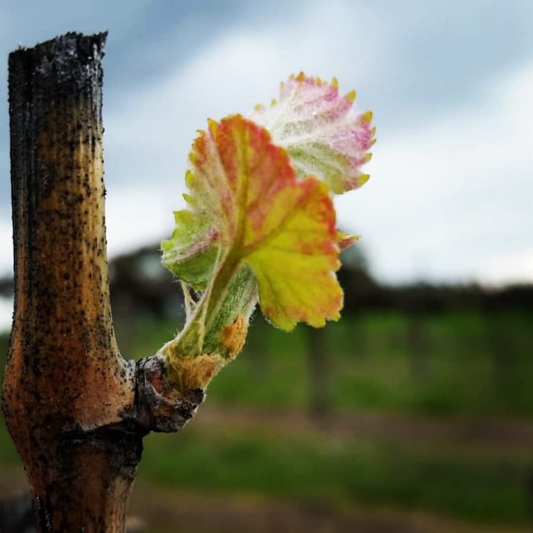 Фото The Sampson - Orange