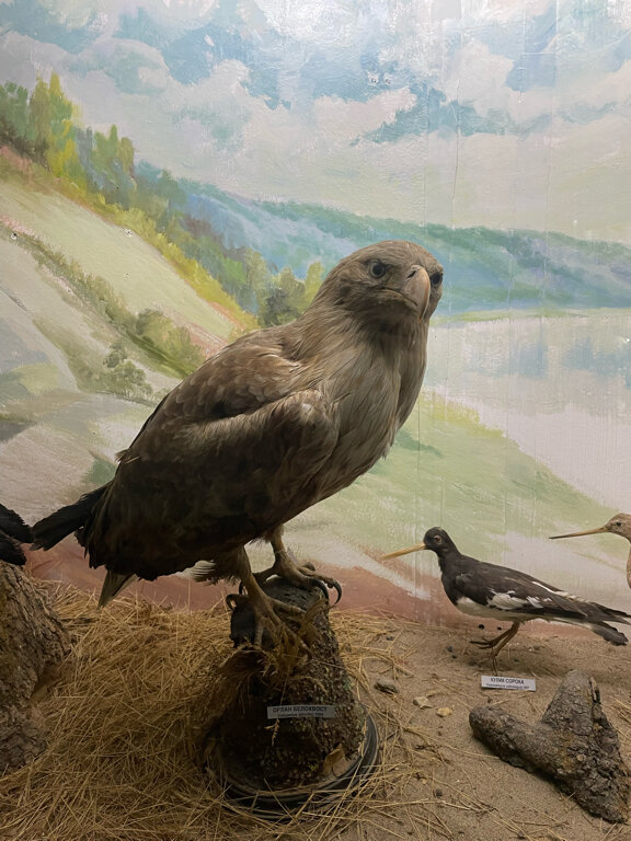 متحف Khvalynsky Museum of Local Lore ، ، صورة