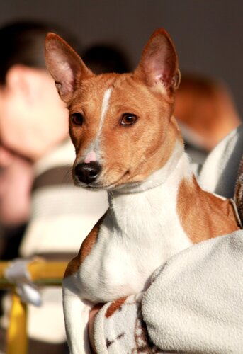 Evcil hayvan yetiştiricileri House the Rainbow, Moskova, foto