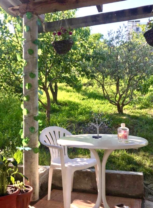 Фото Ласточка