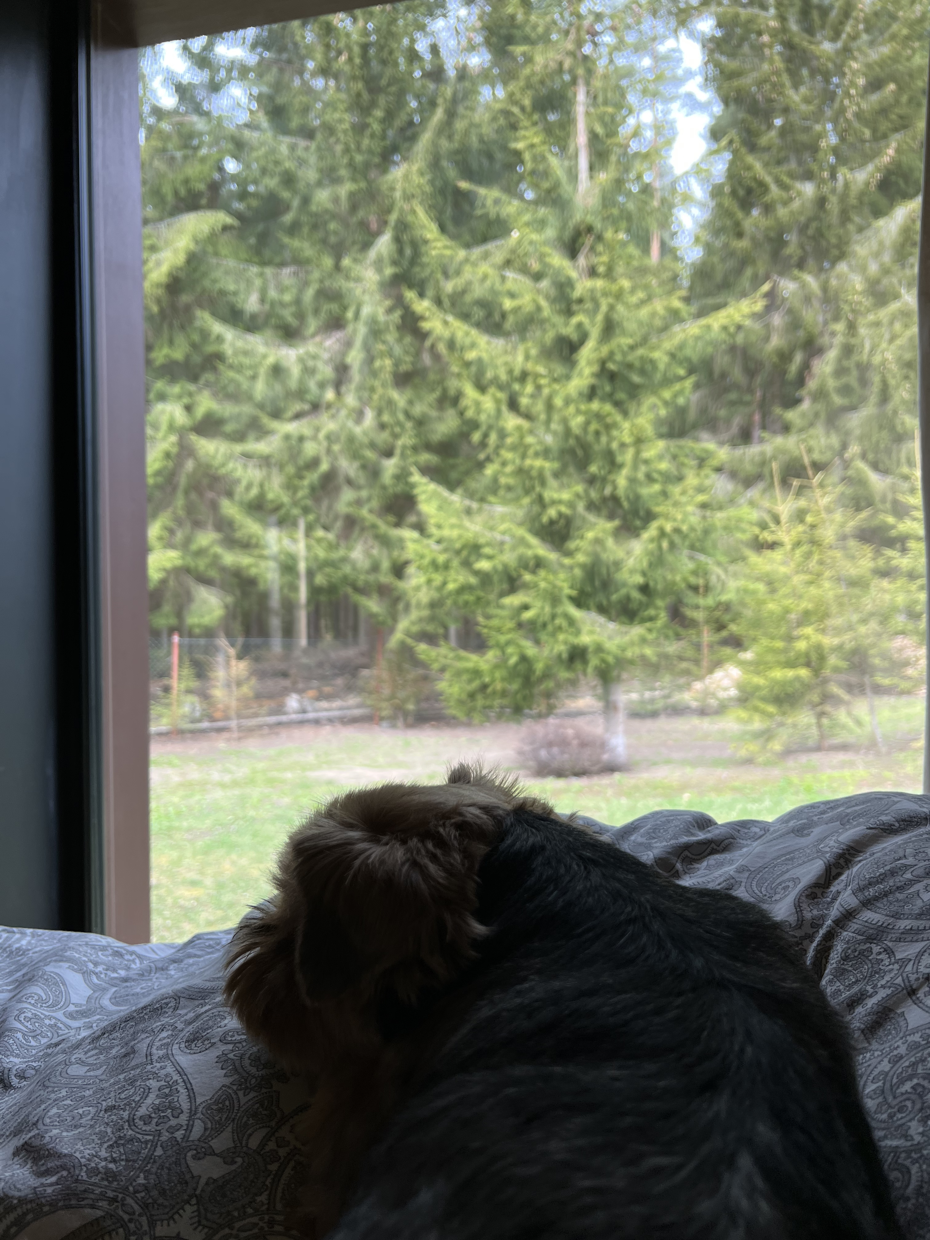 Фото Гусихаус