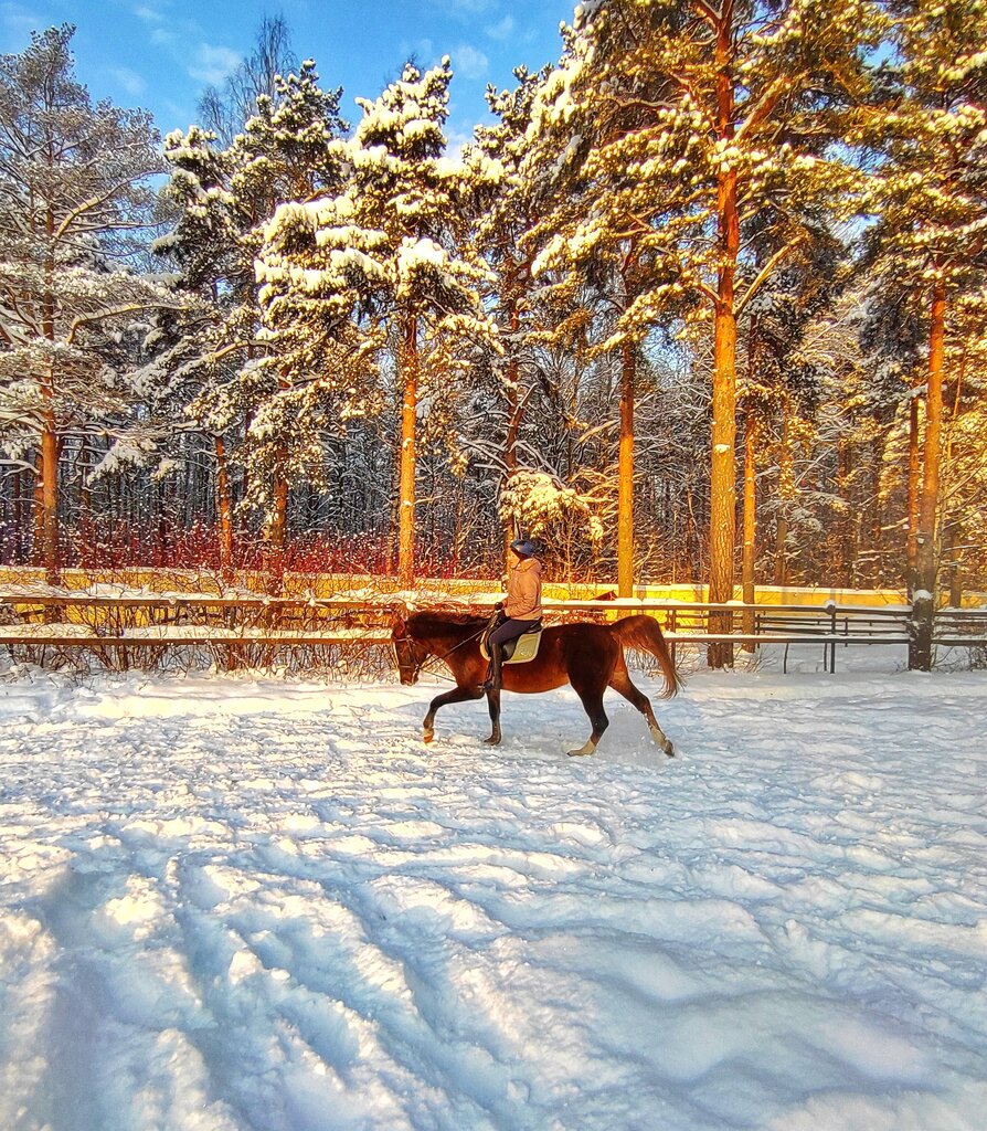 Horse riding School Ksk Zapovedny, Saint Petersburg, photo