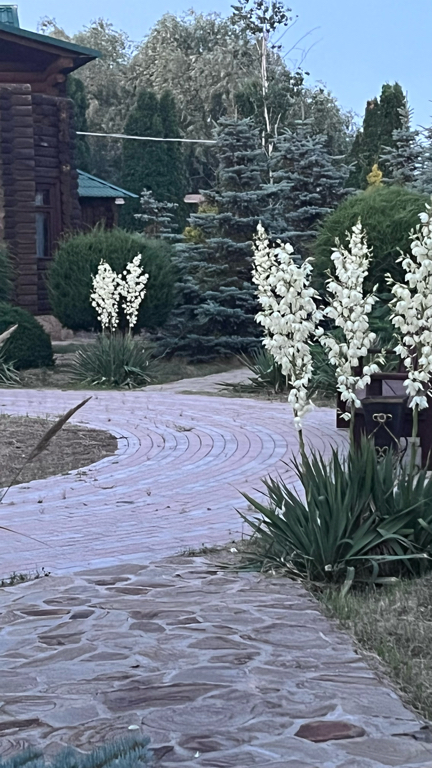 Фото Ковчег