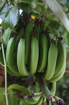 Фото Refugio de Santiago Ecolodge