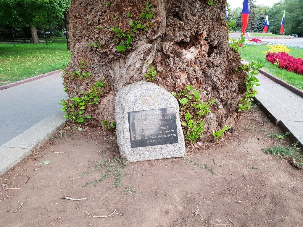 Nature Natural and historical monument Poplar, Volgograd, photo