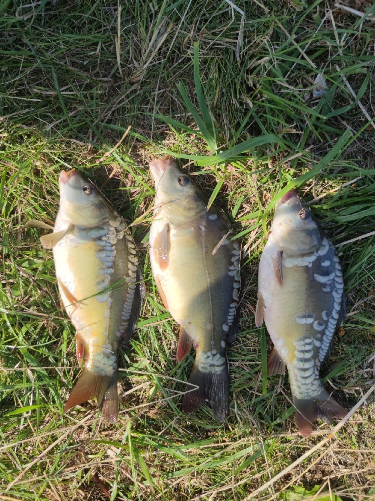 Фото Лисицкий парк