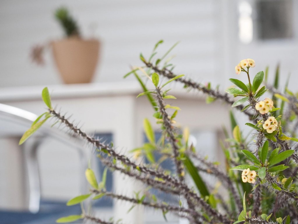 Фото Karoo Retreat