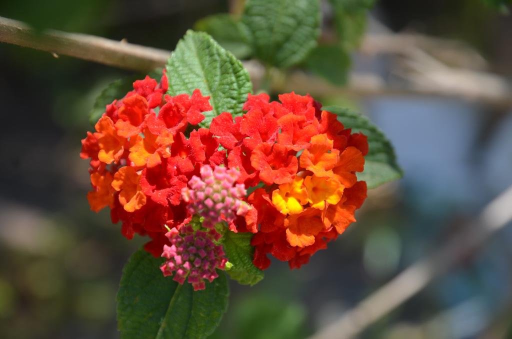 Фото Ville VerdeSole