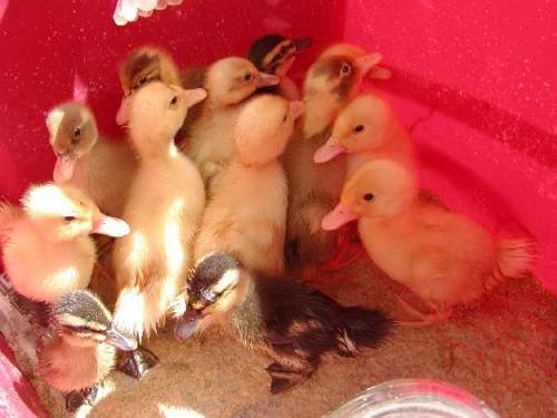 Фото The Inn on the Horse Farm