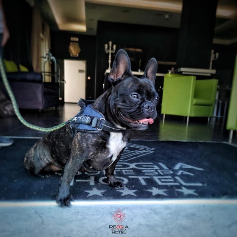 Фото Reggia Suite SPA Hotel