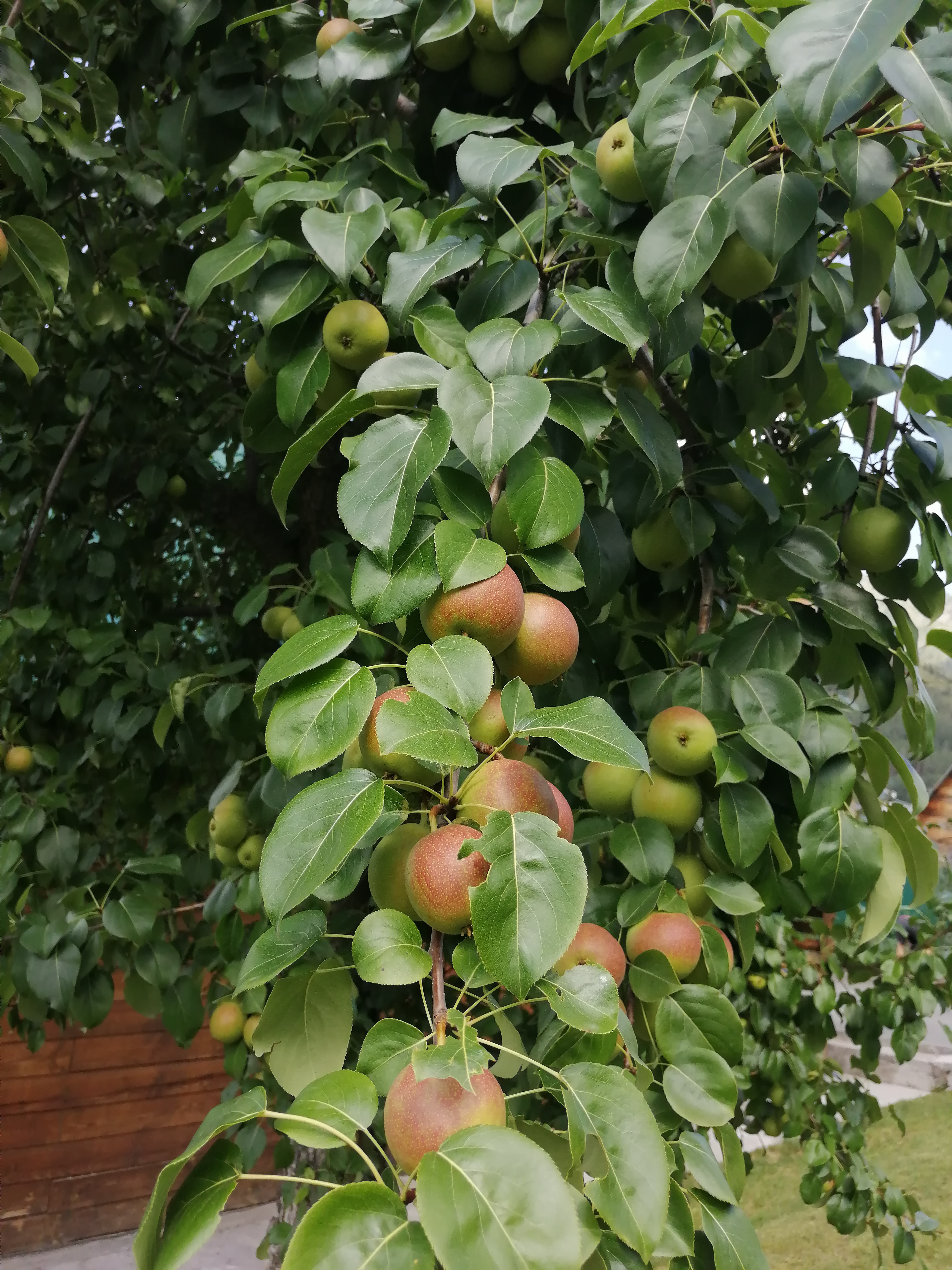 Фото Royal Comfort