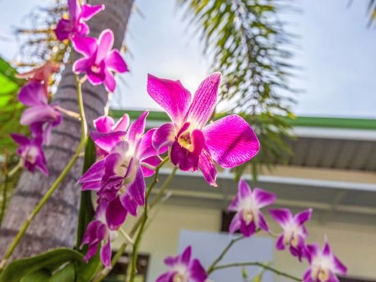 Фото Oyo 450 Rawai Studios Resort