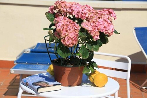 Гостиница Hotel La Meridiana в Сорренто