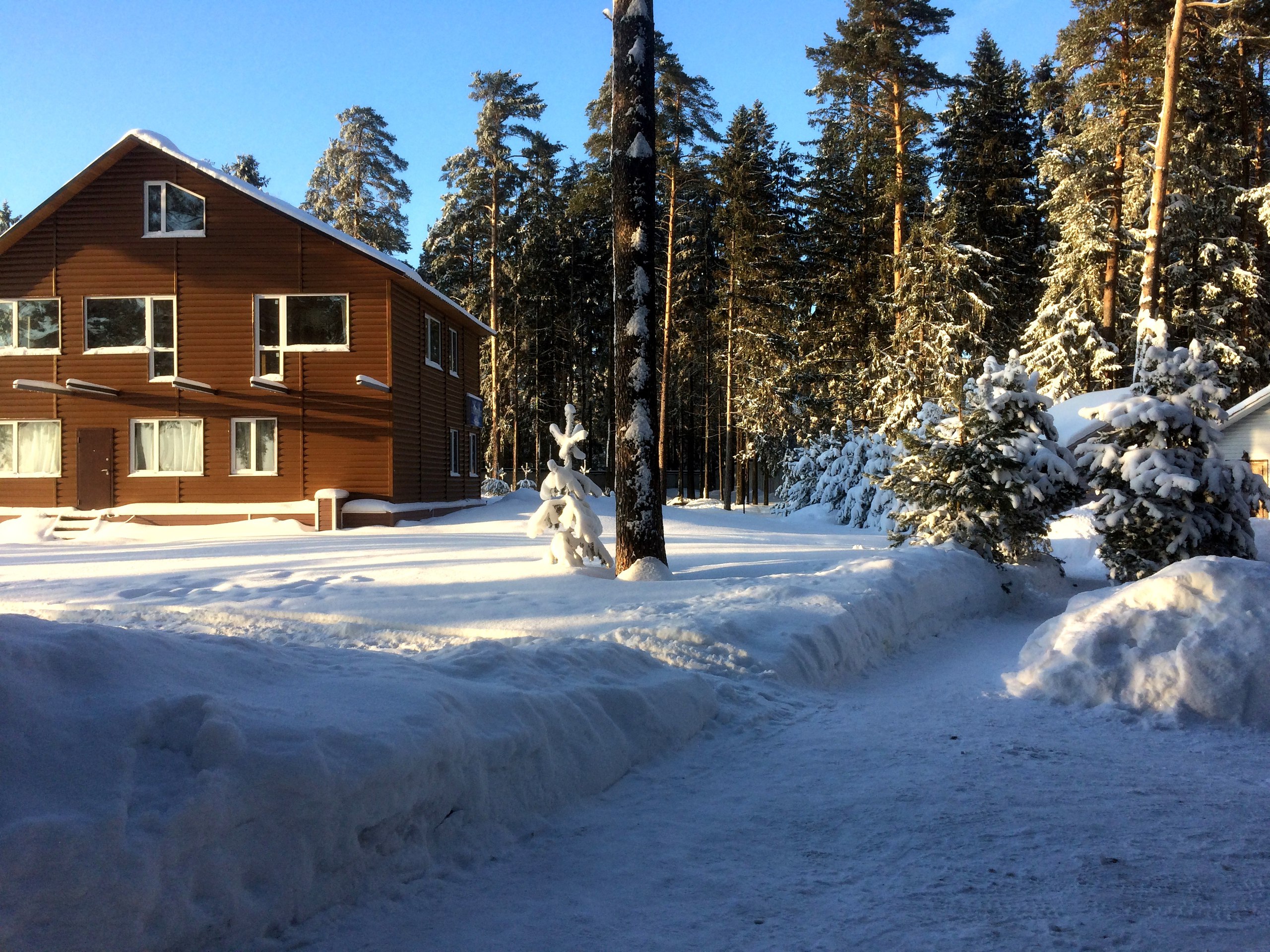 Фото Солнечный бор