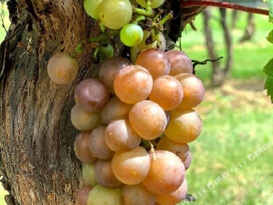 Фото Stonecroft Country Inn