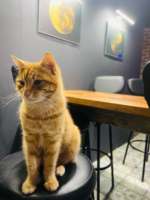 Фото Апельсин во Внуково