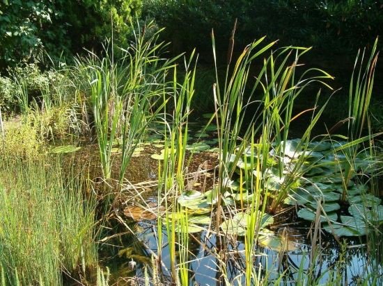 Фото Hotel Viva Creativo