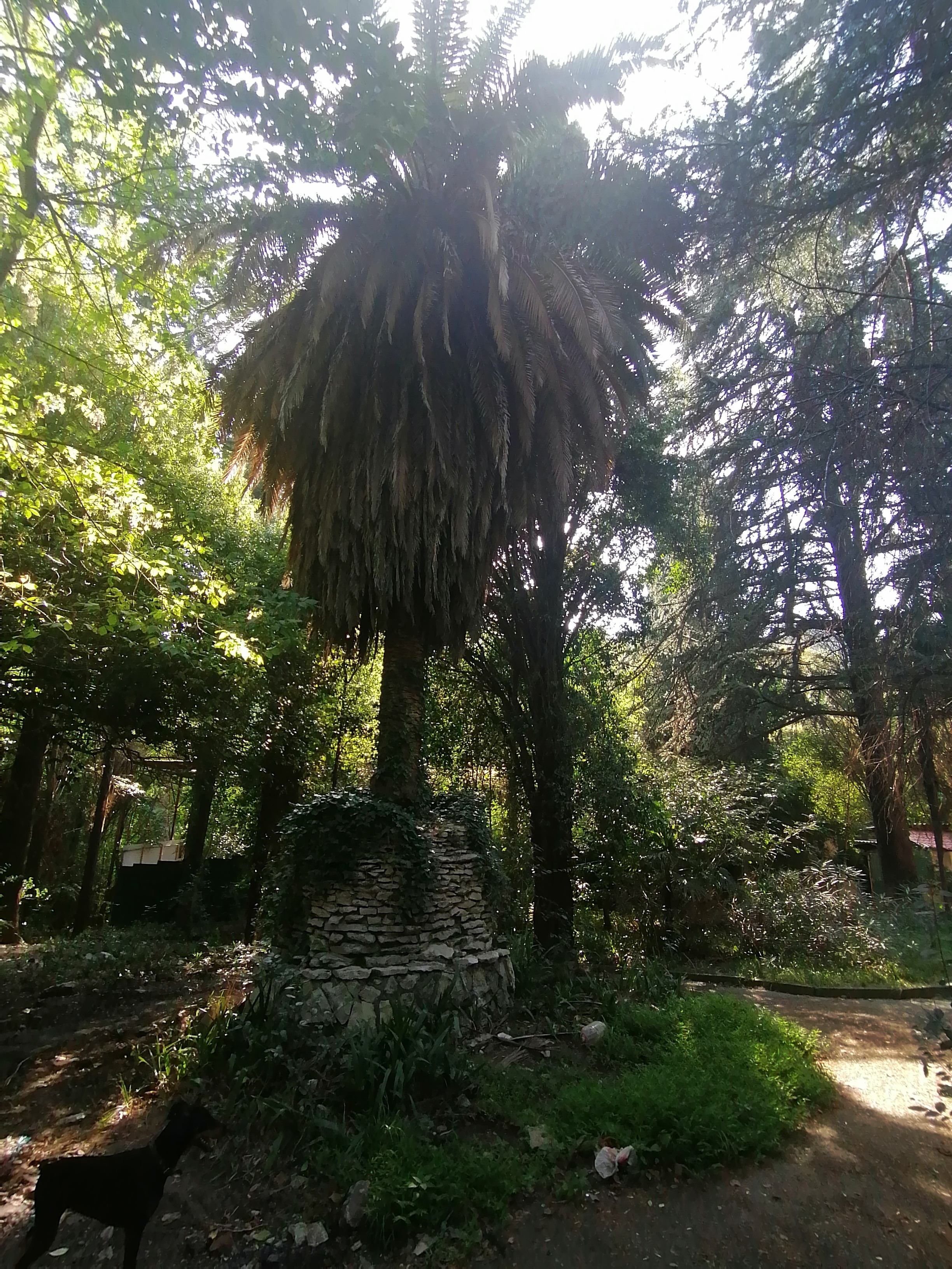 Фото Золотая пальма