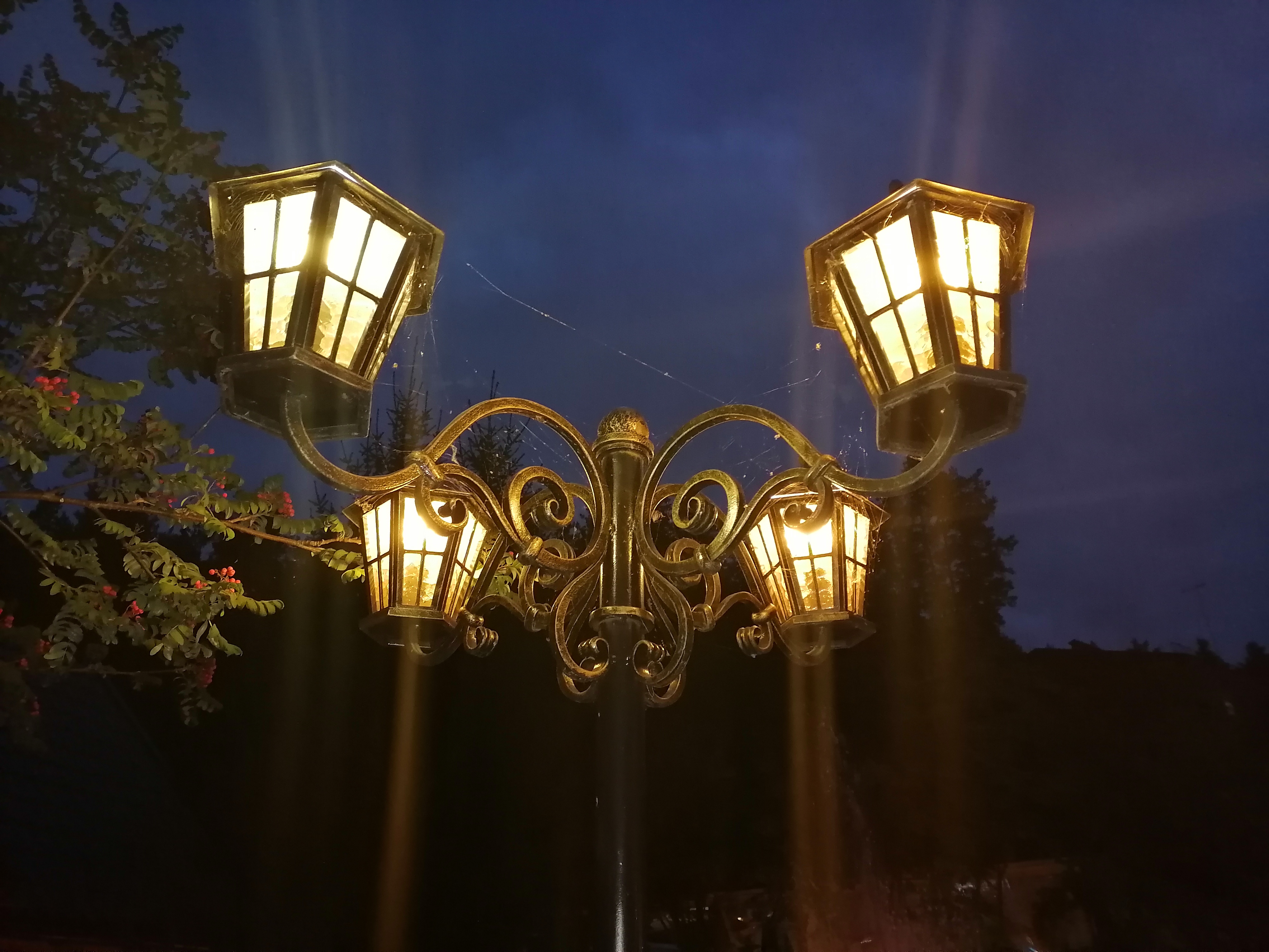 Фото Лесная поляна