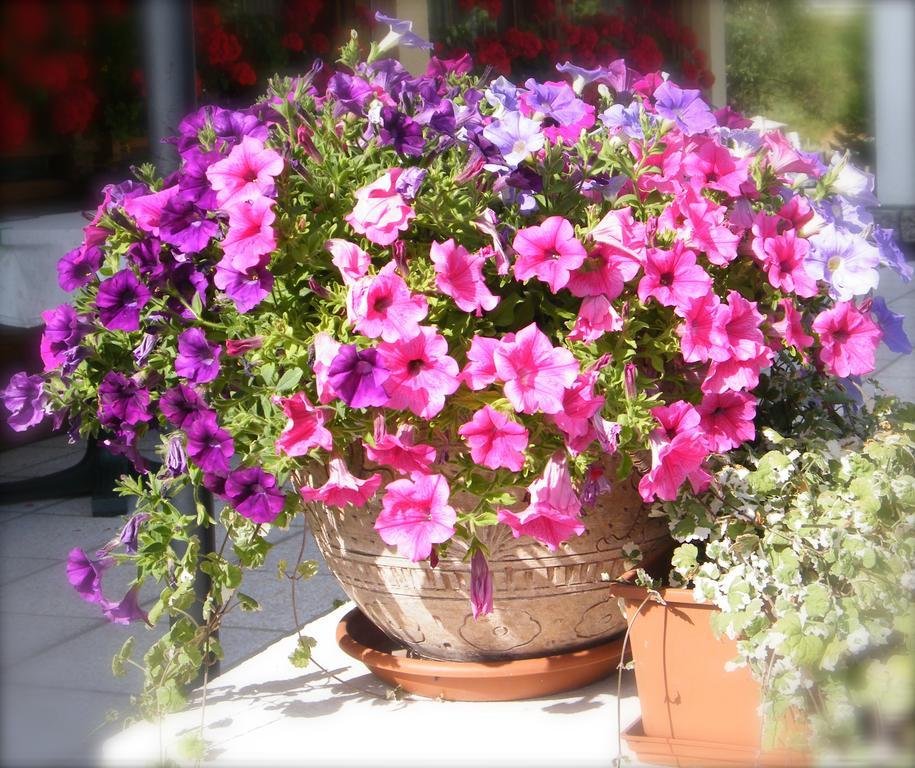 Фото Residence Capriolo