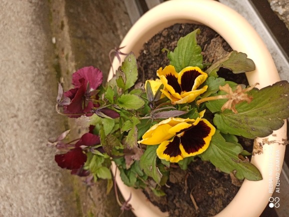 Фото Айвори