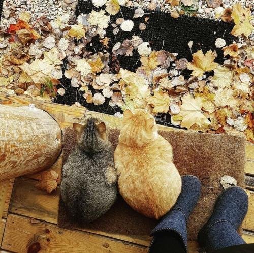 Фото У Лукоморья