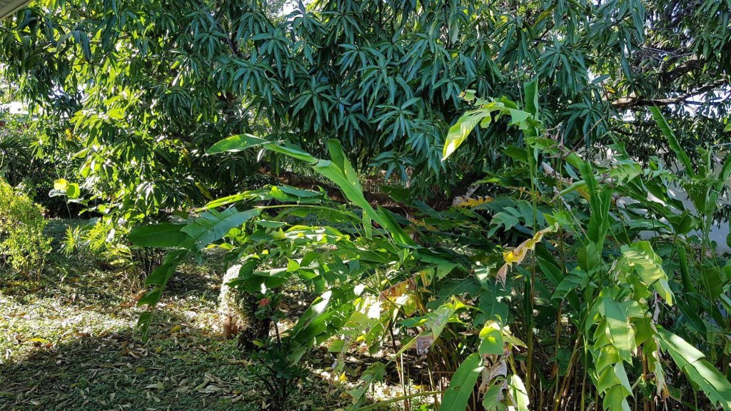 Фото Hotel Nicoya