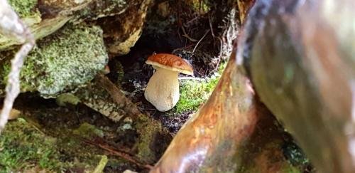 Фото Alpenrose Garni
